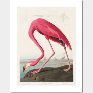 Pink Flamingo from Birds of America Posters and Art